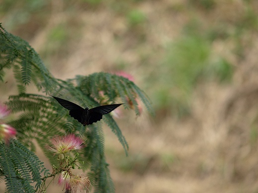 E-SYS_20120722_002.jpg