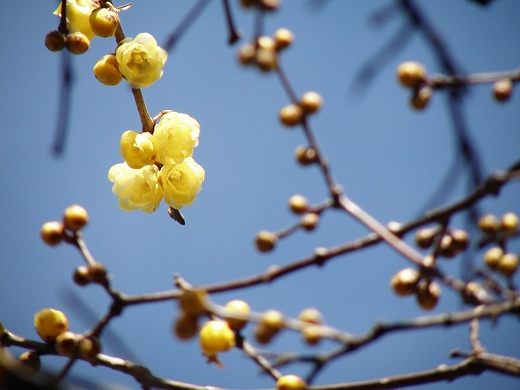 SP570UZ-20130126-15.jpg