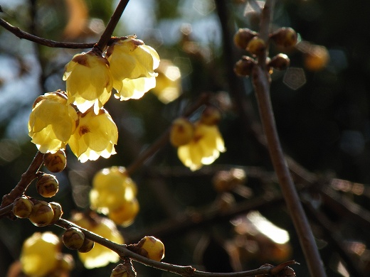 SP570UZ-20130126-56.jpg