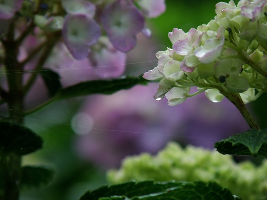 SP570_20130616_031.jpg