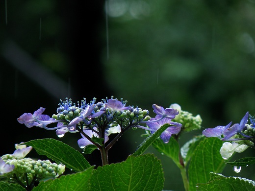 SP570_20130616_040.jpg