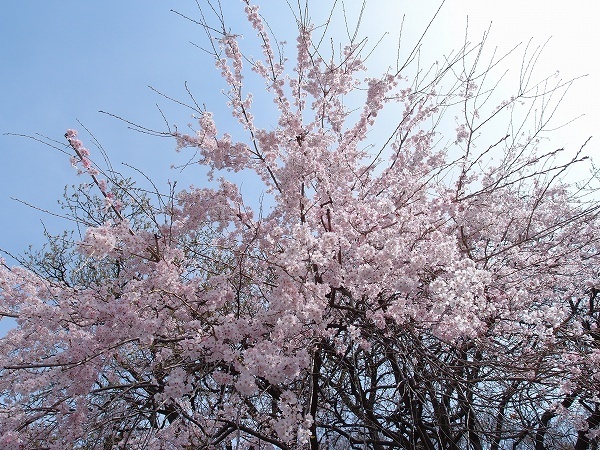 XZ180324016.jpg