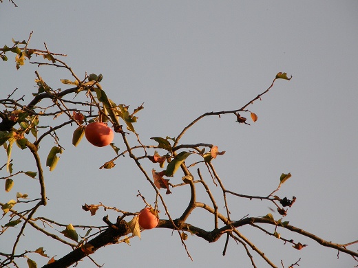 121028_PA270063.jpg