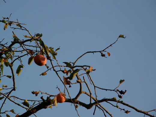 121028_PA270064.jpg