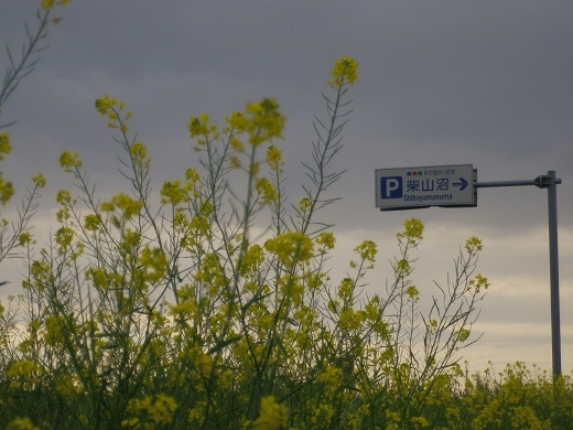 IMGP3684.jpg