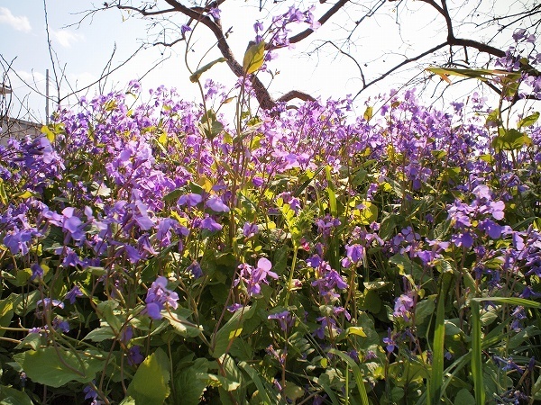 PL2-200404078.jpg