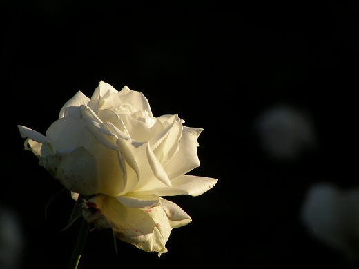 SP550_20121110_023.jpg