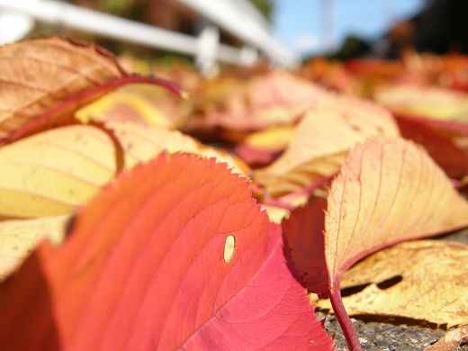 SP550_20121118_001.jpg