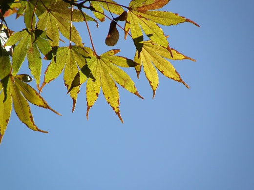 SP550_20121118_029.jpg