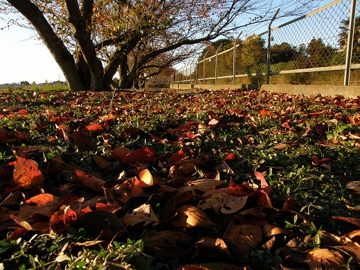 SP550_20121118_044.jpg
